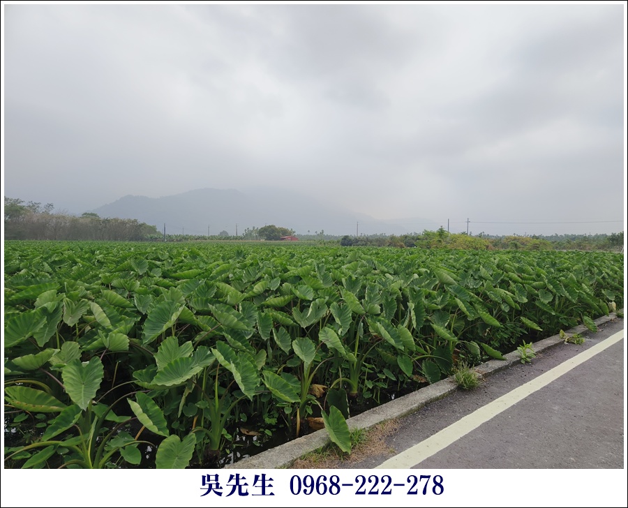 近大路關溫泉廣福山嵐農地 - 7