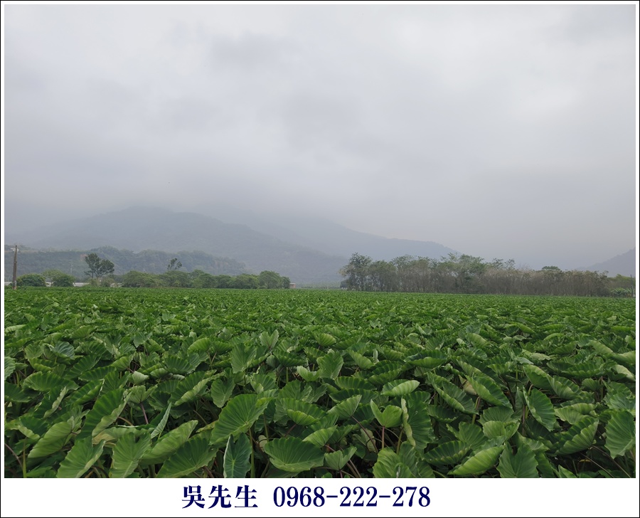 近大路關溫泉廣福山嵐農地 - 11