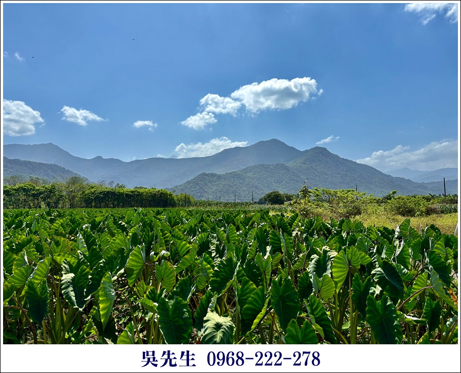 近大路關溫泉廣福山嵐農地 - 12