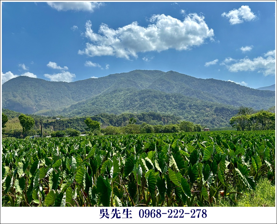近大路關溫泉廣福山嵐農地 - 13