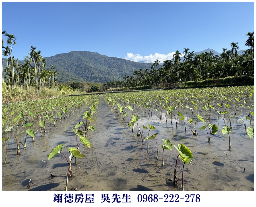 屏東廣福村美麗山嵐農地 4